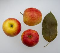 Jonagold æble